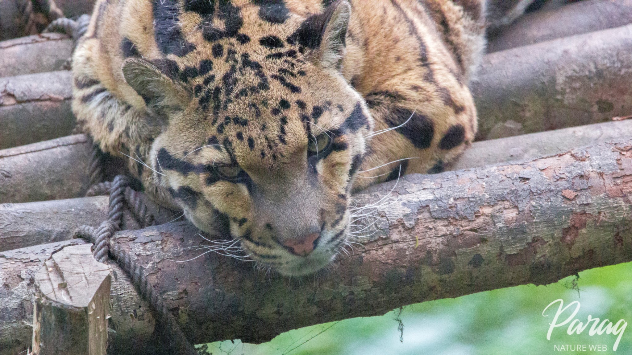 marathi-mammal-names